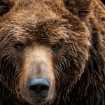 Stehen Altcoins vor einem Bärenmarkt?