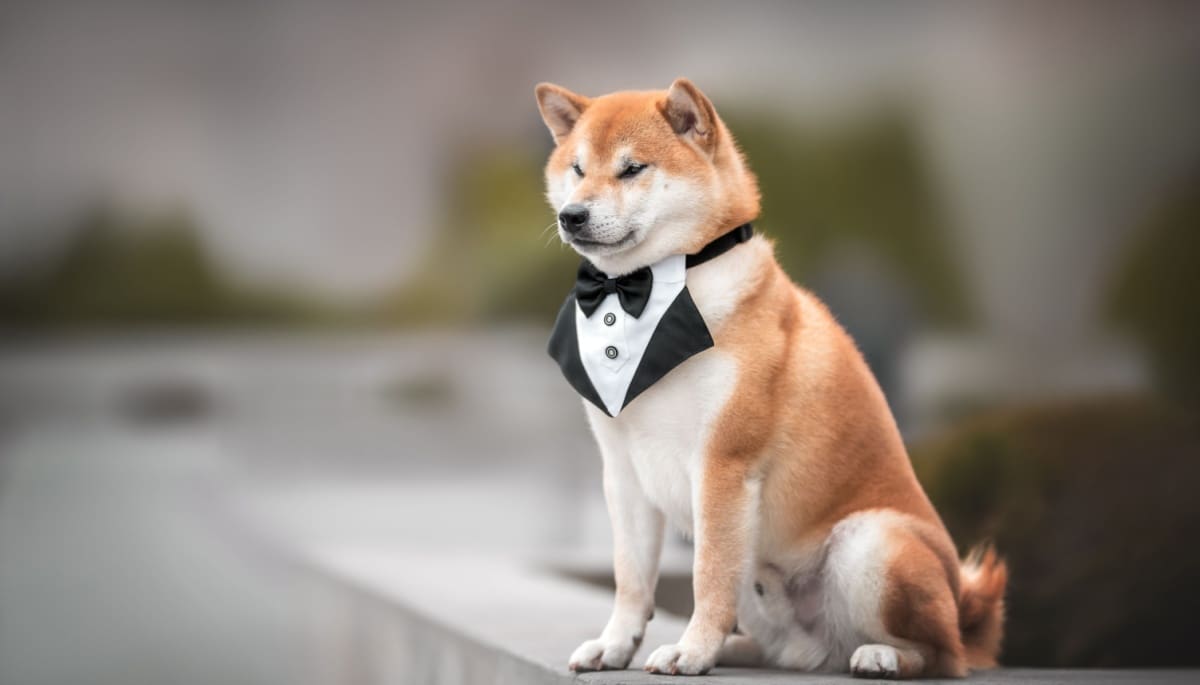 Bitcoin fällt: Startschuss für Altcoins? Pepe und Shiba sind davon überzeugt