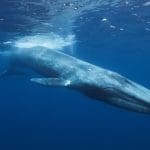 Bitcoin-Markt in Bewegung: Großer Whale verkauft 40.000 BTC