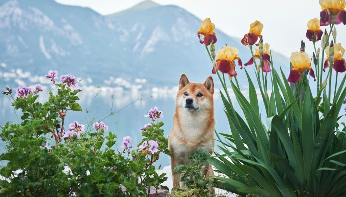 Vorsicht: Gefälschte Shiba Inu Kryptowährung im Umlauf