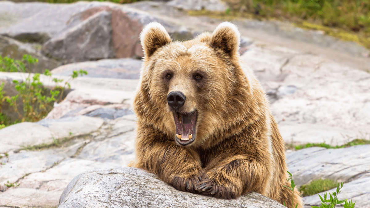 Bitcoin setzt Bären schachmatt: Über 100 Millionen Dollar an Shorts liquidiert