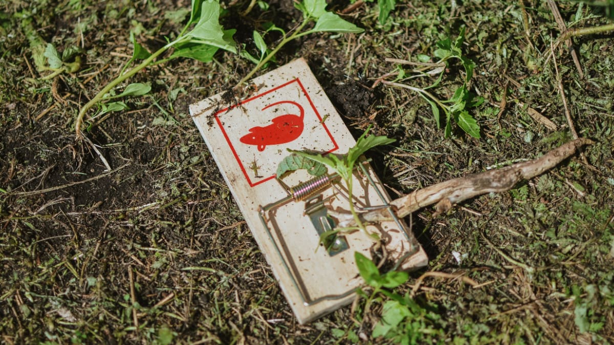 Een afbeelding van een muizenval die is verborgen in het gras Ein Bild von einer Mausefalle, die im Gras versteckt ist