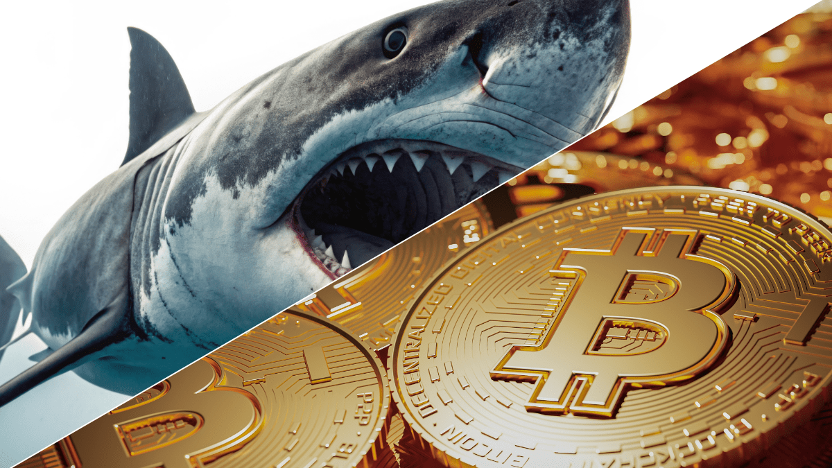 Bitcoin-„Sharks“ kaufen so schnell wie seit 13 Jahren nicht