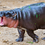 Moo Deng steigt 173 % und führt Bitvavo-Rangliste an