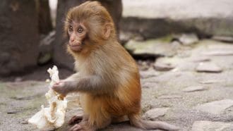 Een afbeelding van een baby makaak, een aapje die aan het eten is